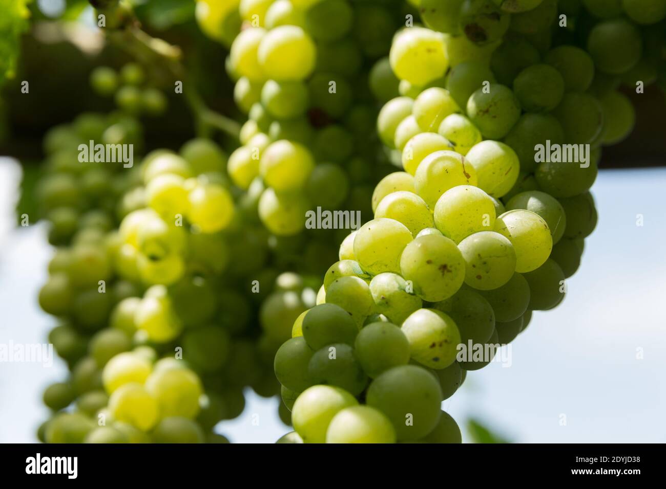 Procida Italy uve bianche in un vigneto Foto Stock