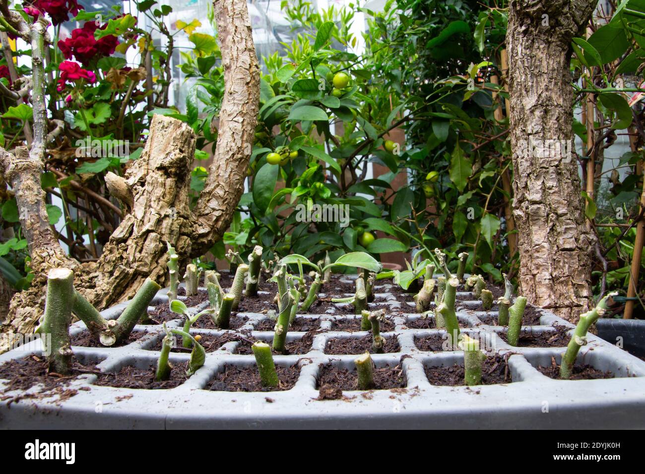 Talee coltivate in un vassoio crescente con pentole quadrate in un verde Foto Stock