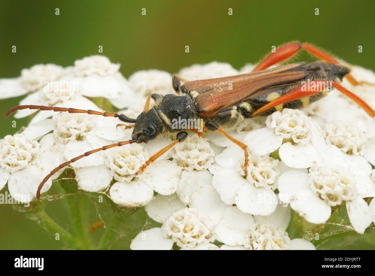 Primo piano di un scarabeo di longhorn , Stenopterus rufus su un fiore bianco Foto Stock