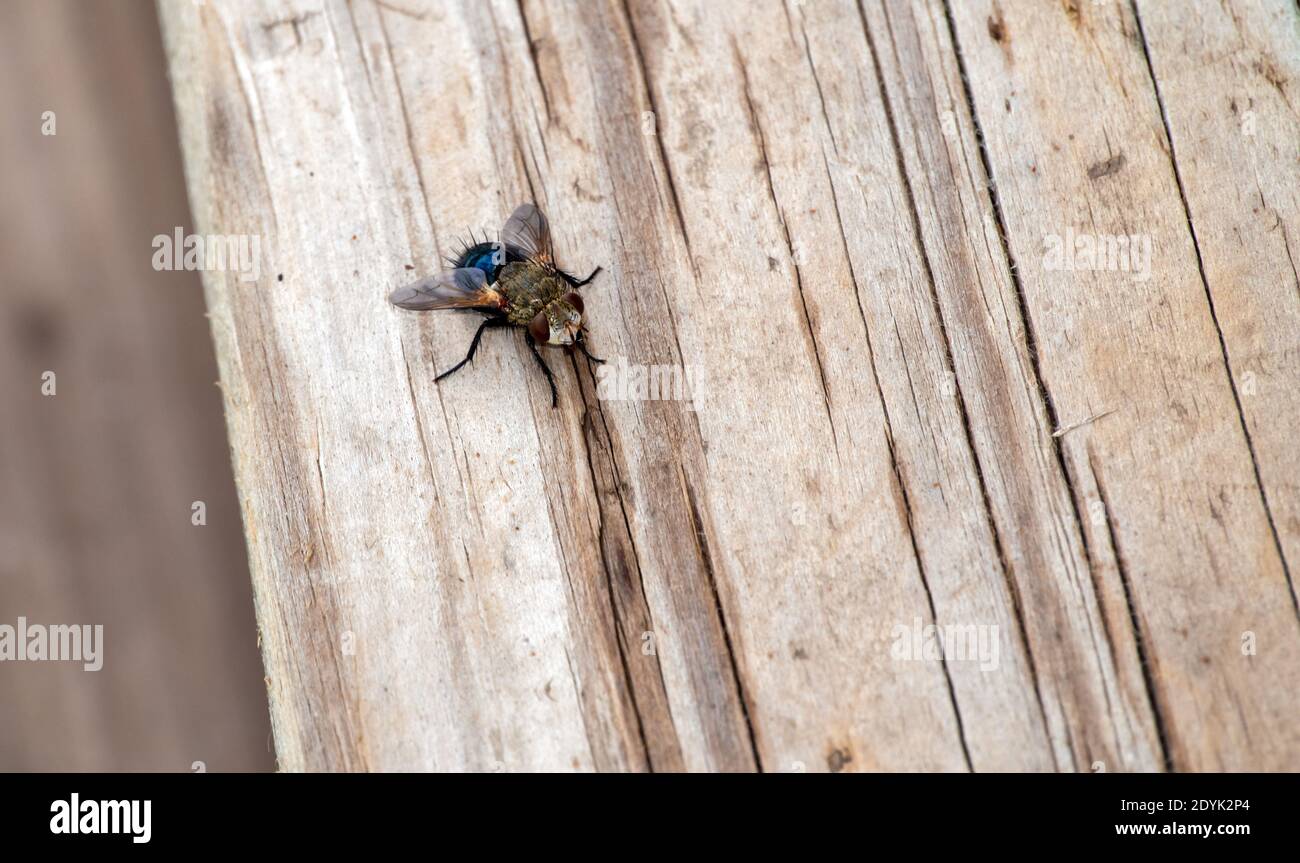Il dettaglio di una comune mosca pesky è sorprendente come si può vedere in questa macro fotografia di questo insetto come poggia su una tavola di legno ponte. Una bella foto per Foto Stock