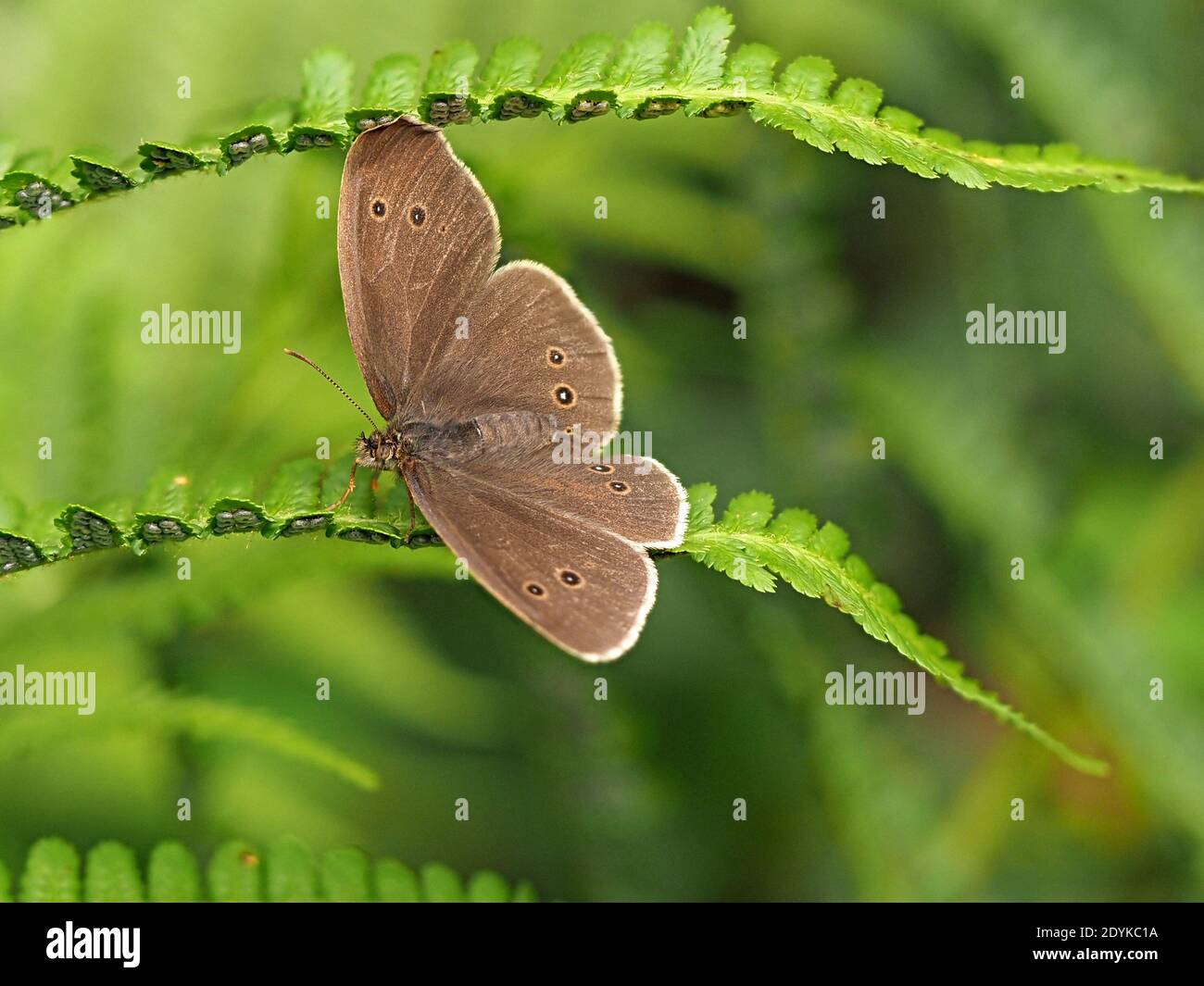 Femmina Ringlet Butterfly (Aphantopus iperantus) con anellini diagnostici sulle ali in mostra sul fronte felino per attirare un compagno in Cumbria, Inghilterra, UK Foto Stock
