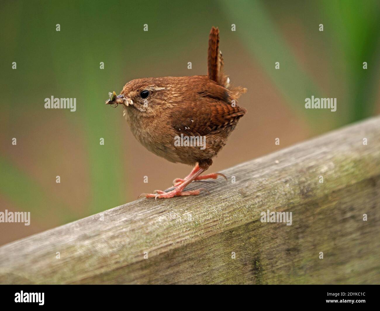 Stren eurasiatico (trogloditi trogloditi) con coda cocchiata e becco pieno di insetti per i suoi pulcini in Cumbria, Inghilterra, Regno Unito Foto Stock
