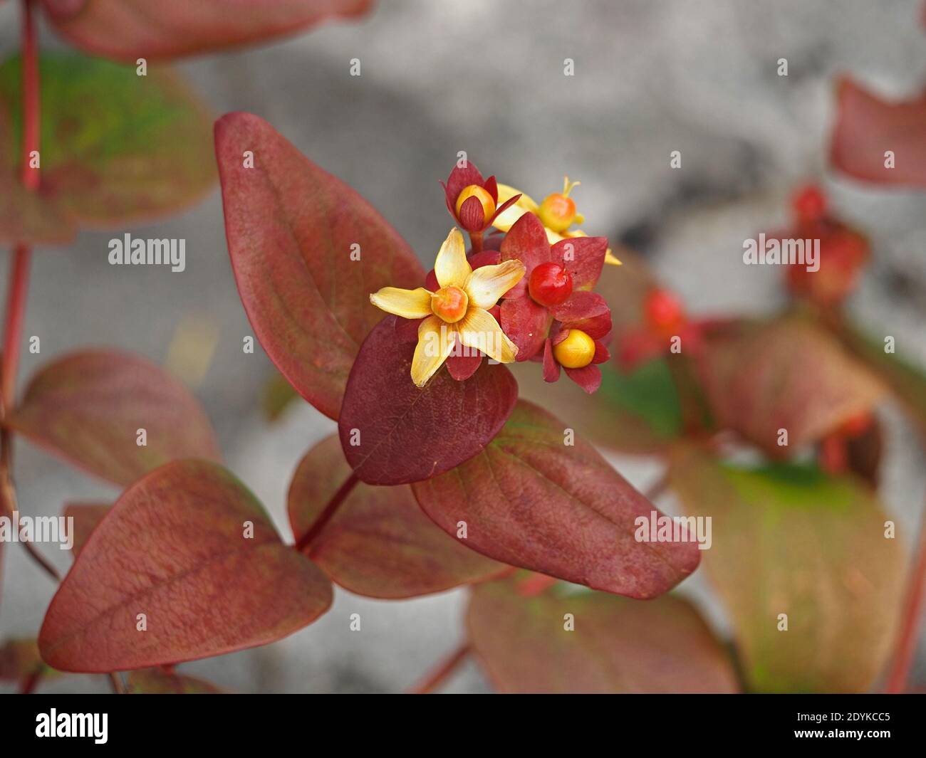 Setti rossi e gialli e bacche di Tutsan, arbusti di erba di San Giovanni, o ambrata dolce, (Hypericum androsaemum) che crescono su calcare in Cumbria, Inghilterra, Regno Unito Foto Stock