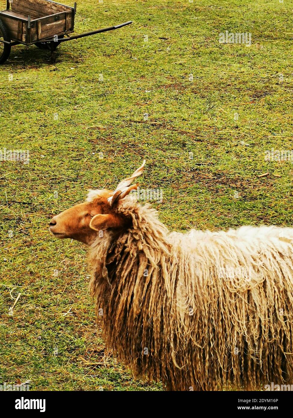 Un profilo di una pecora di razza Racka a forma di spirale horne Foto Stock