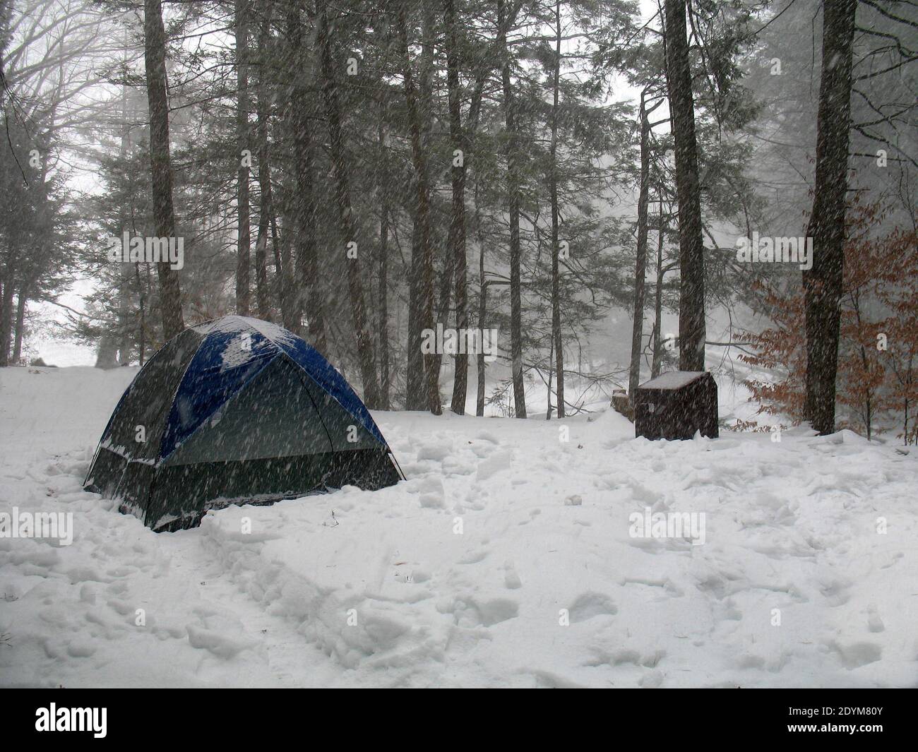 Campeggio tenda in boschi invernali durante la tempesta di neve, Lago Ocquittunk, NJ Foto Stock