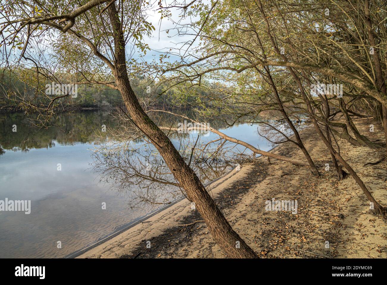 La riva del fiume Suwanee al tramonto, in autunno, vicino a Bell, Florida Foto Stock