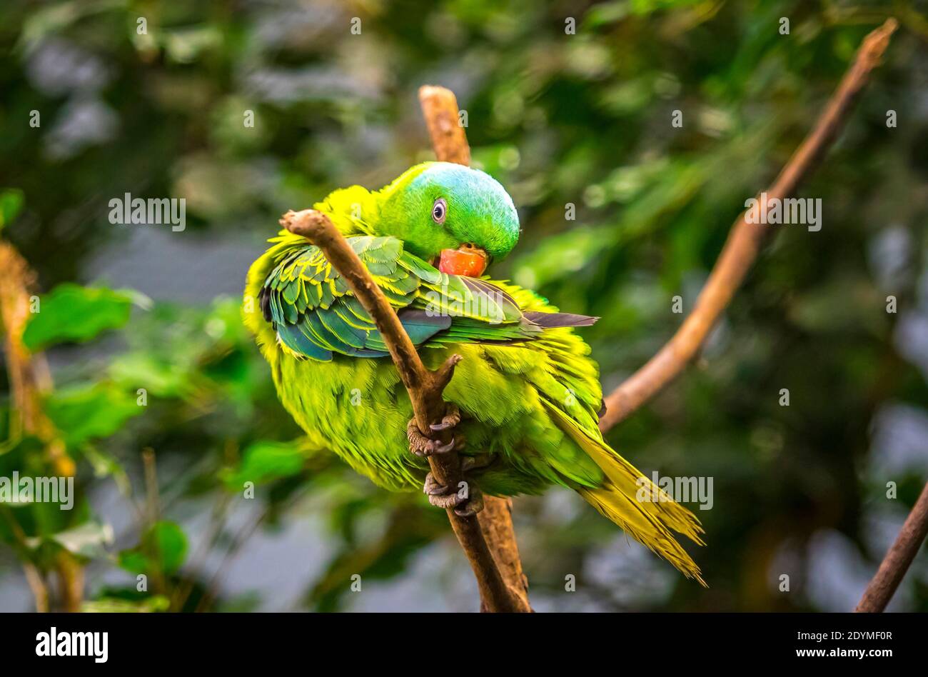 Pappagallo con nappé blu (Tanygnathus lucionensis), noto anche come pappagallo verde con corona blu, pappagallo Luzon, pappagallo verde filippino, o pikoy. È un pa Foto Stock