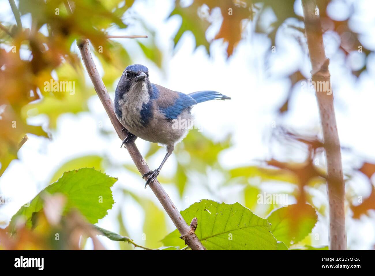 California Scrub Jay a British Columbia Canada; Nord america Foto Stock