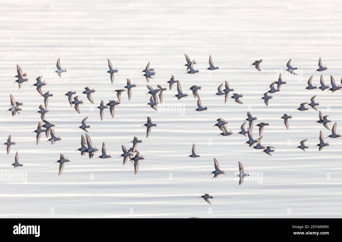Volo di Dunlin Bird a Delta British Columbia, Canada, Nord america Foto Stock