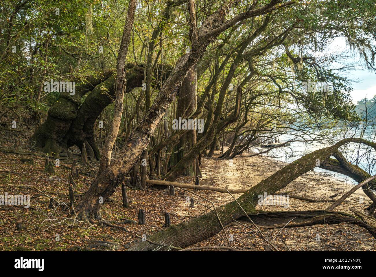 La riva del fiume Suwanee al tramonto, in autunno, vicino a Bell, Florida Foto Stock