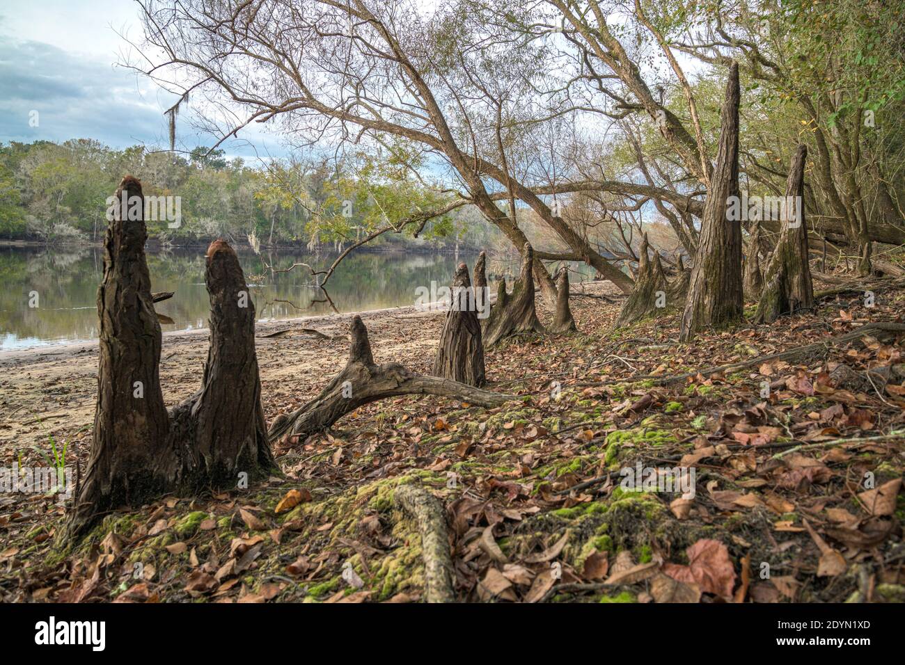 Cypress kneees, riva del fiume Suwanee, autunno, vicino a Bell, Florida Foto Stock