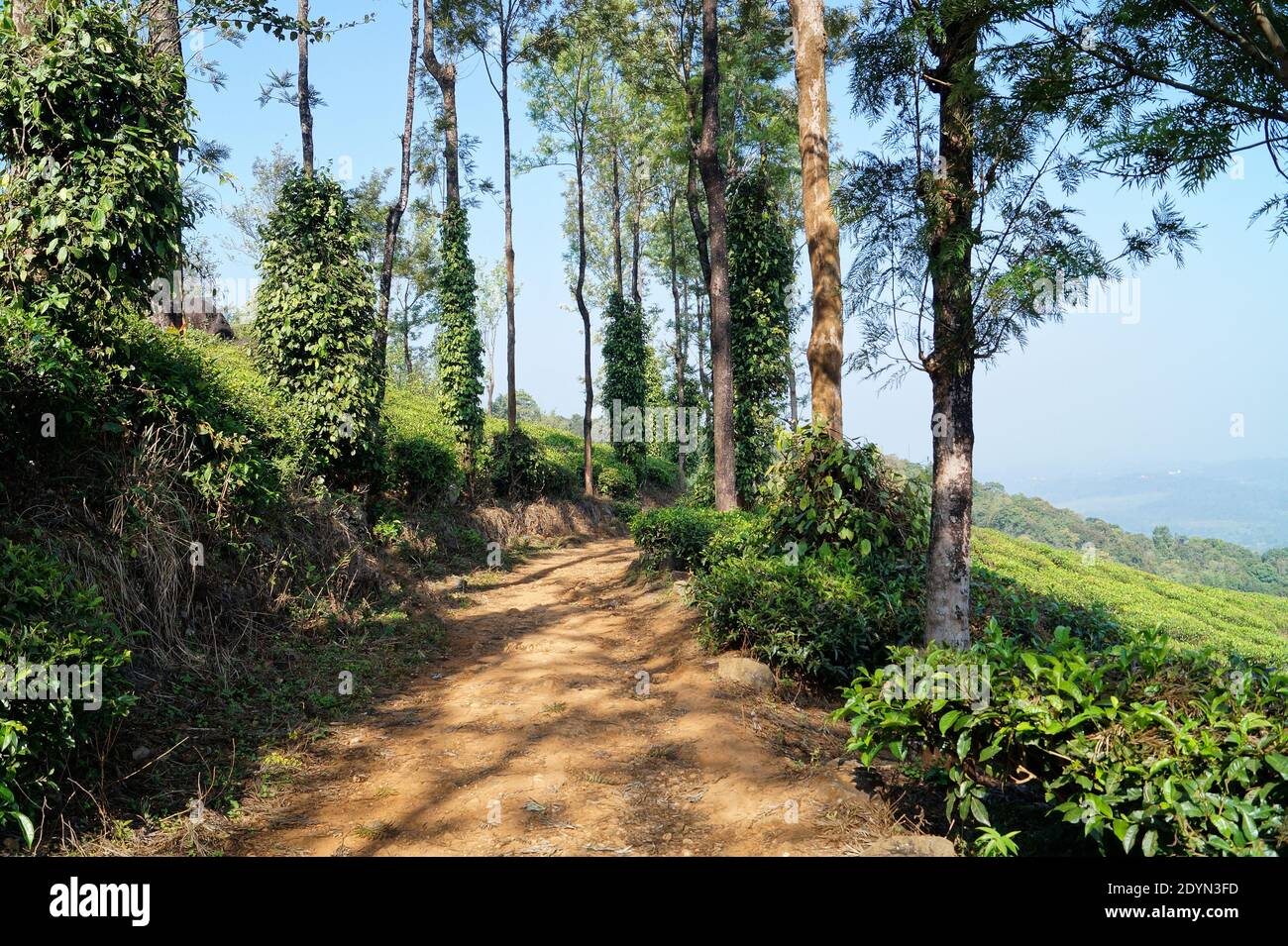 Mud Road accanto alla piantagione di tè a chembra picco in wayanad, Kerala, India Foto Stock