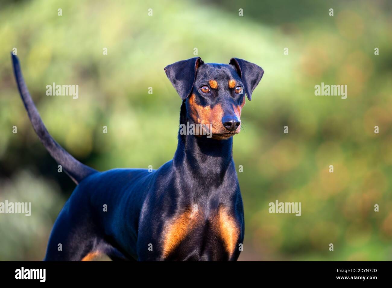 Ritratto di Pinscher tedesco su sfondo naturale in luce dorata. Foto Stock