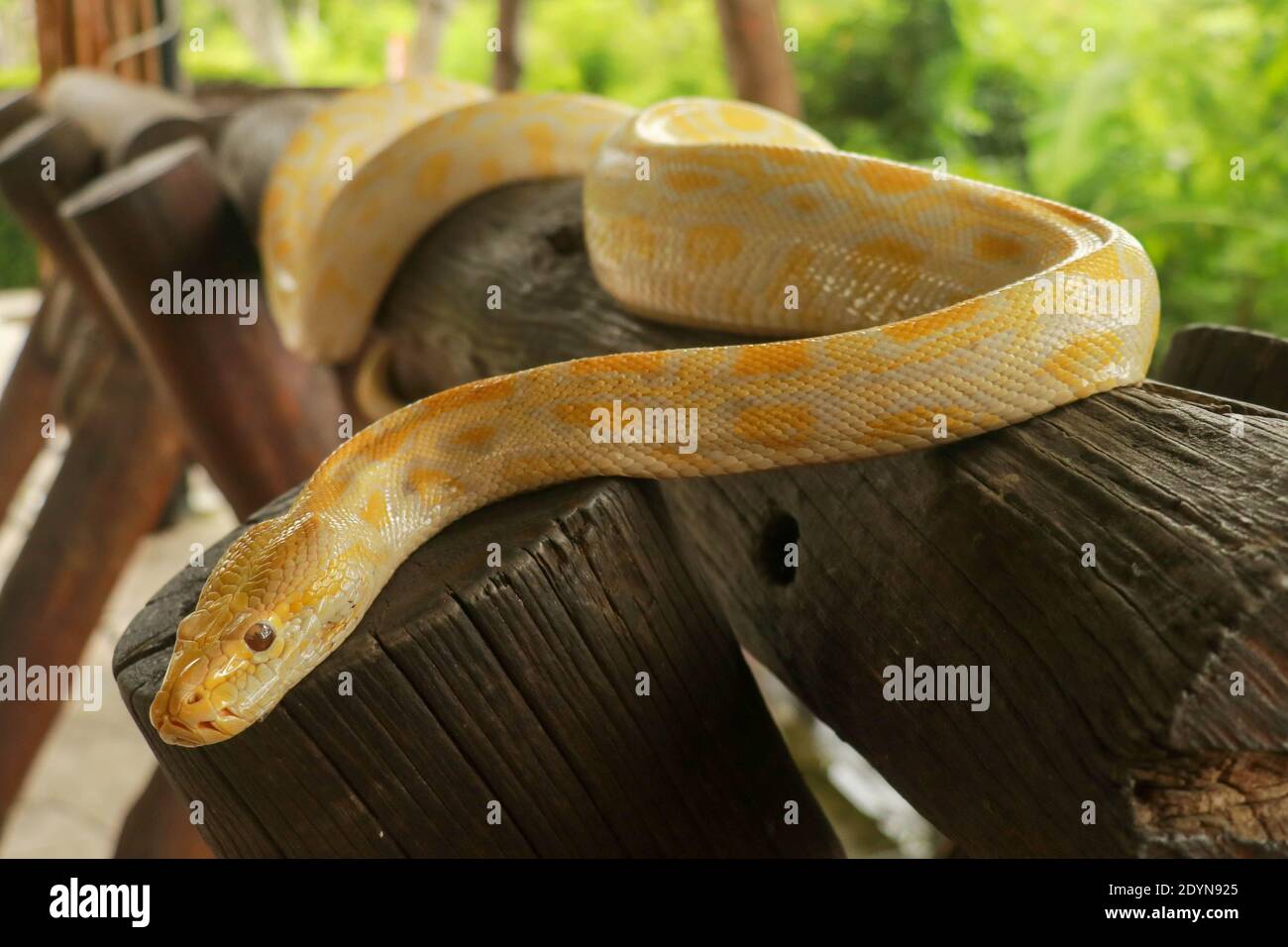 Un ritratto di un pitone birmano albino, Python bivittatus che cagliano su un ramo. Foto Stock