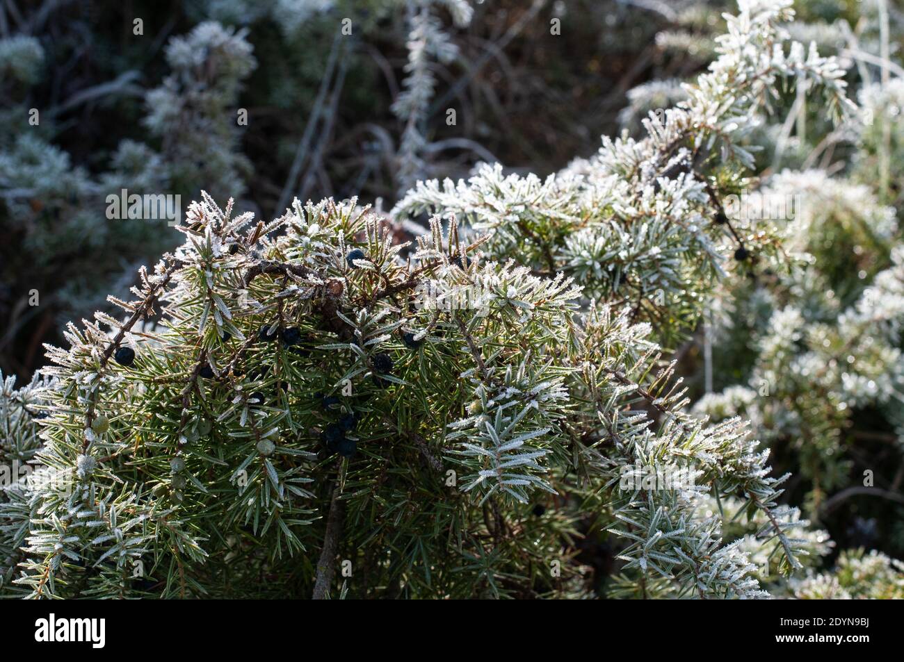 mattina luce del sole su ramoscelli di un arbusto di ginepro in inverno coperto di gelo Foto Stock