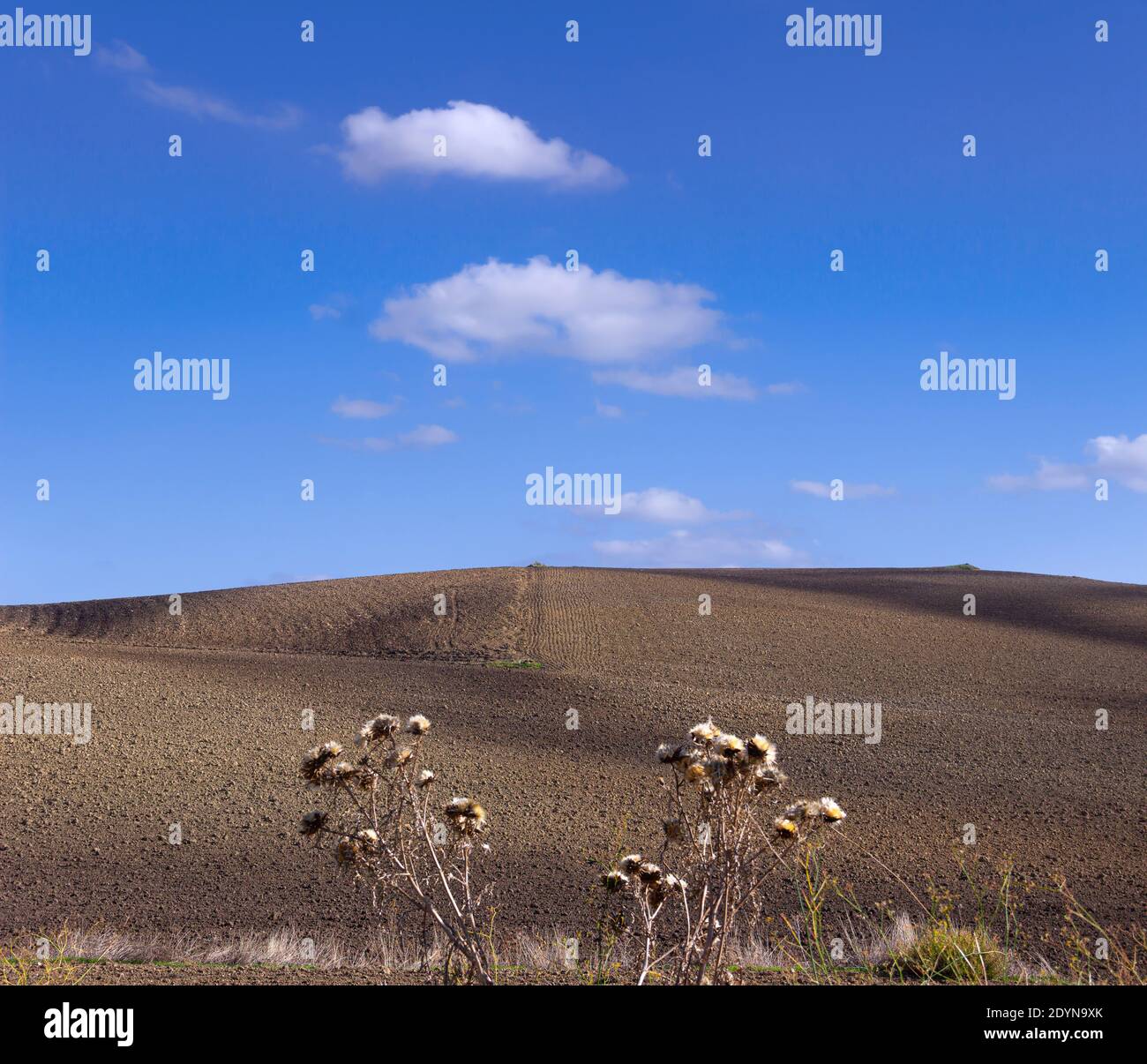 Paesaggi collinari con alberi secchi: Terra arata con cielo blu e nuvole. Foto Stock