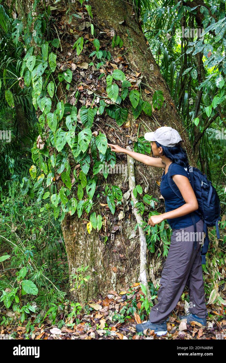 Donna panamense nella foresta pluviale del parco metropolitano, Città di Panama, Repubblica di Panama. Foto Stock