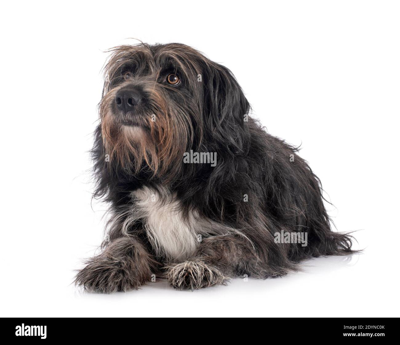 Pyrenean Sheepdog di fronte a sfondo bianco Foto Stock