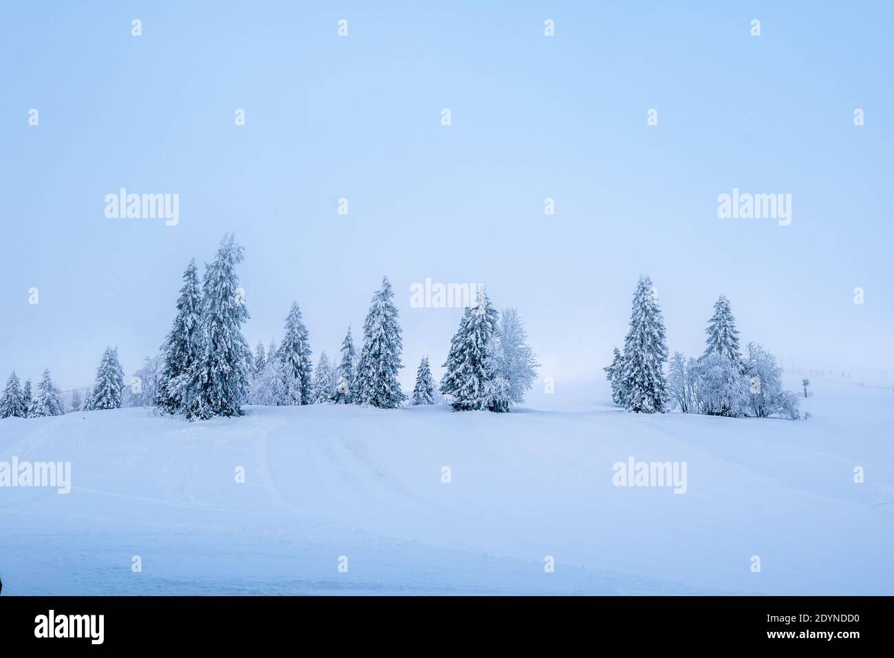 Paesaggi stagionali in inverno: Pini innevati contro il cielo blu Foto Stock