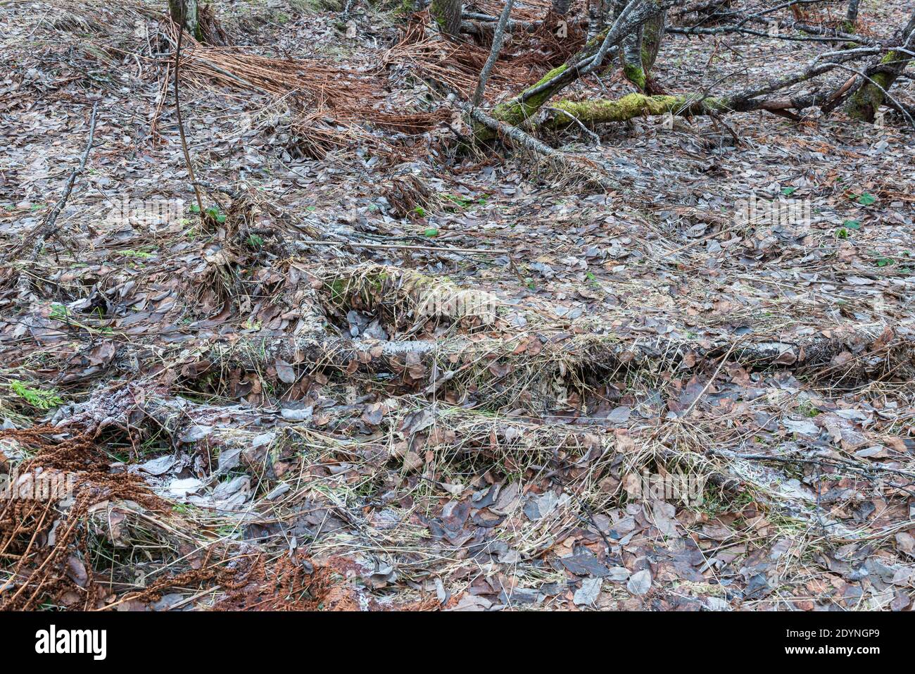 Area escursionistica a Midtre Kaldslett, Tromsdalen, Tromsø, Norvegia. Dicembre 2020. Foto Stock