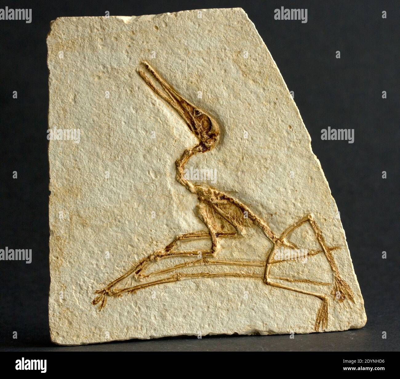 Il fossile di un piccolo Pterodon (Pterodactylus elegans) è perfettamente conservato nelle pietre calcaree di Solenhofen dalla Germania. Foto Stock