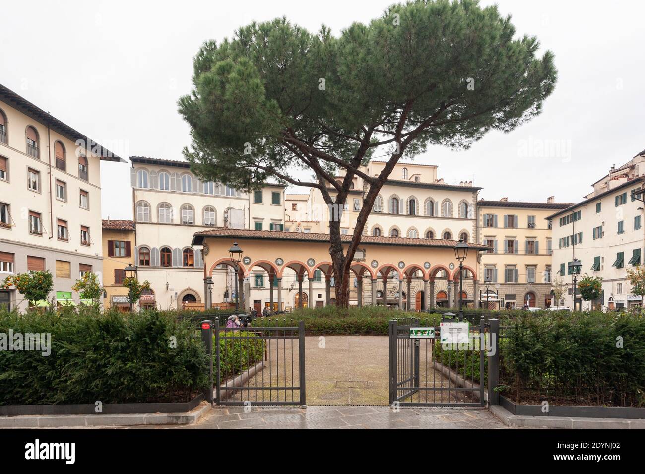Firenze, Italia - 2020 dicembre 22: Piazza dei Ciompi è una piazza nel centro storico di Firenze. Un grande vecchio pino nel letto fiorito centrale. Foto Stock