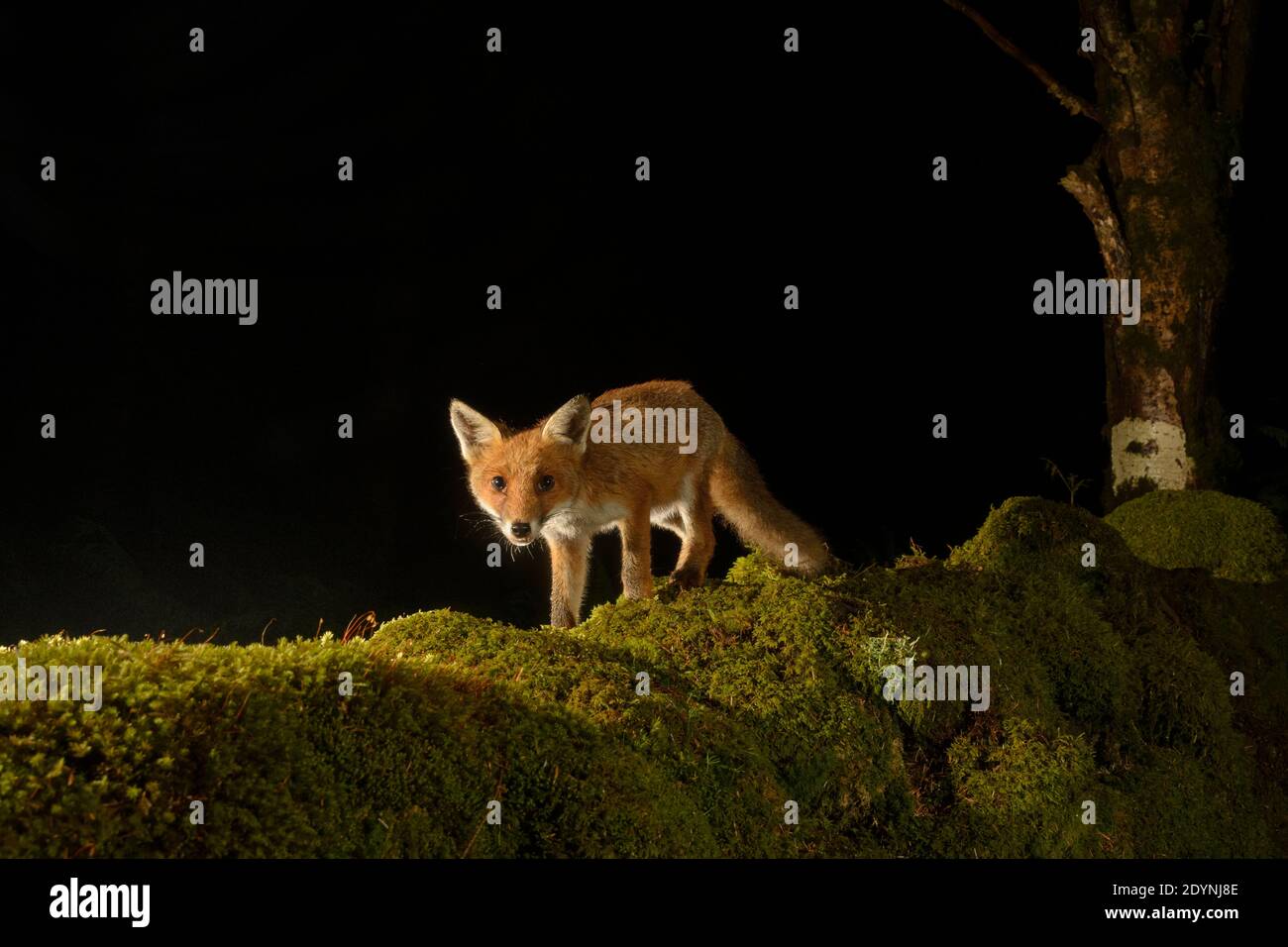 Volpe rossa (Vulpes vulpes), Trossachs National Park, Scozia, Regno Unito. Immagine trappola telecamera. Foto Stock