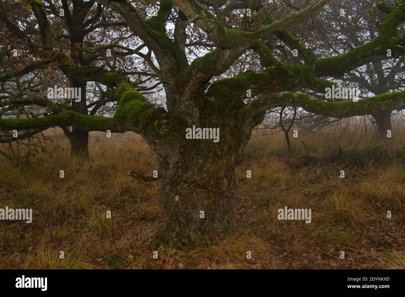Legno di quercia annodato con rami mossi aggrovigliati in autunno Foto Stock