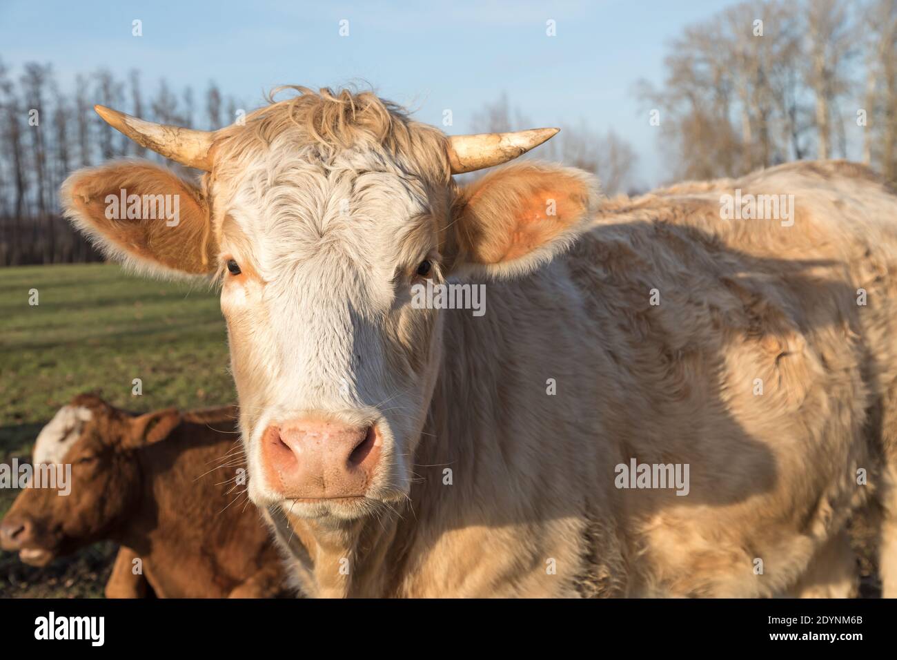 mucca beige con corna sulla prateria Foto Stock