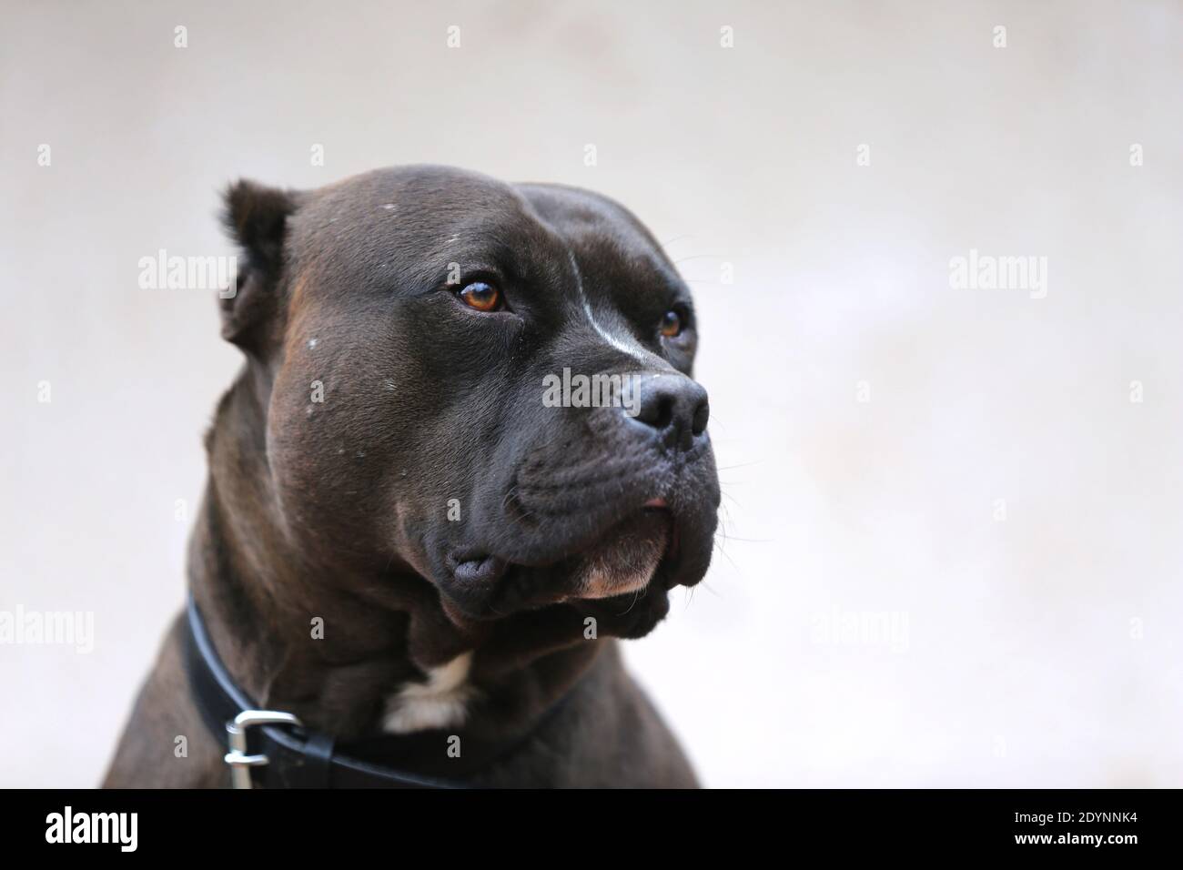 Il pitbull dell'adulto che posa per la macchina fotografica contro lo sfondo naturale whit Foto Stock