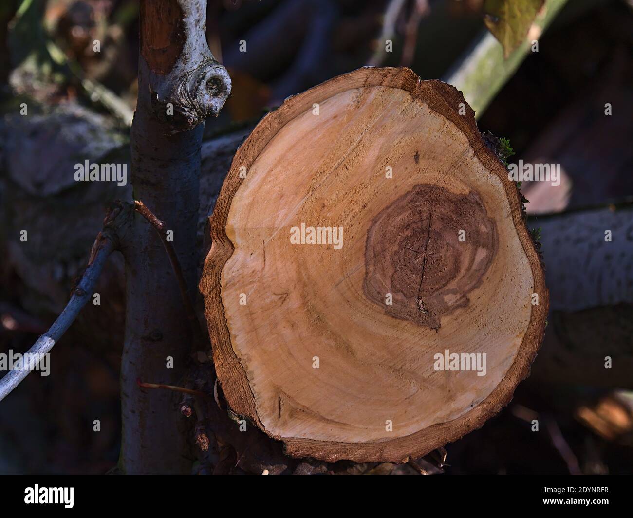 Vista in primo piano del tronco di legno appena tagliato con nucleo visibile nella foresta. Foto Stock