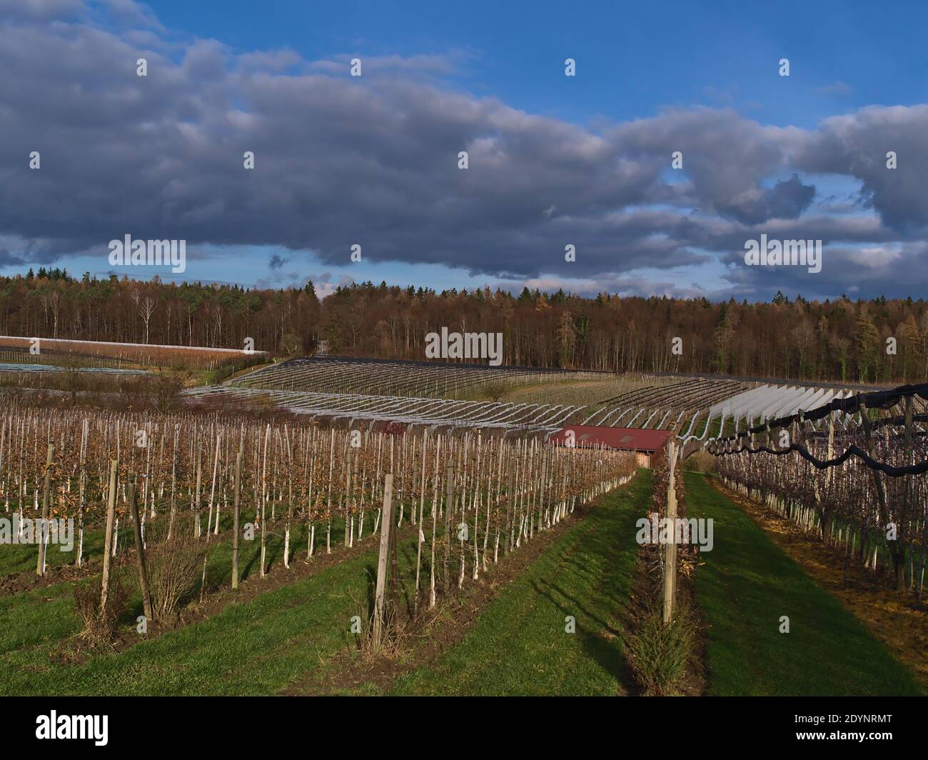 Paesaggio di frutteti di mele agricoli con alberi a crescita parallela e la foresta in background in giornata di sole nella stagione invernale vicino Hagnau, Germania. Foto Stock