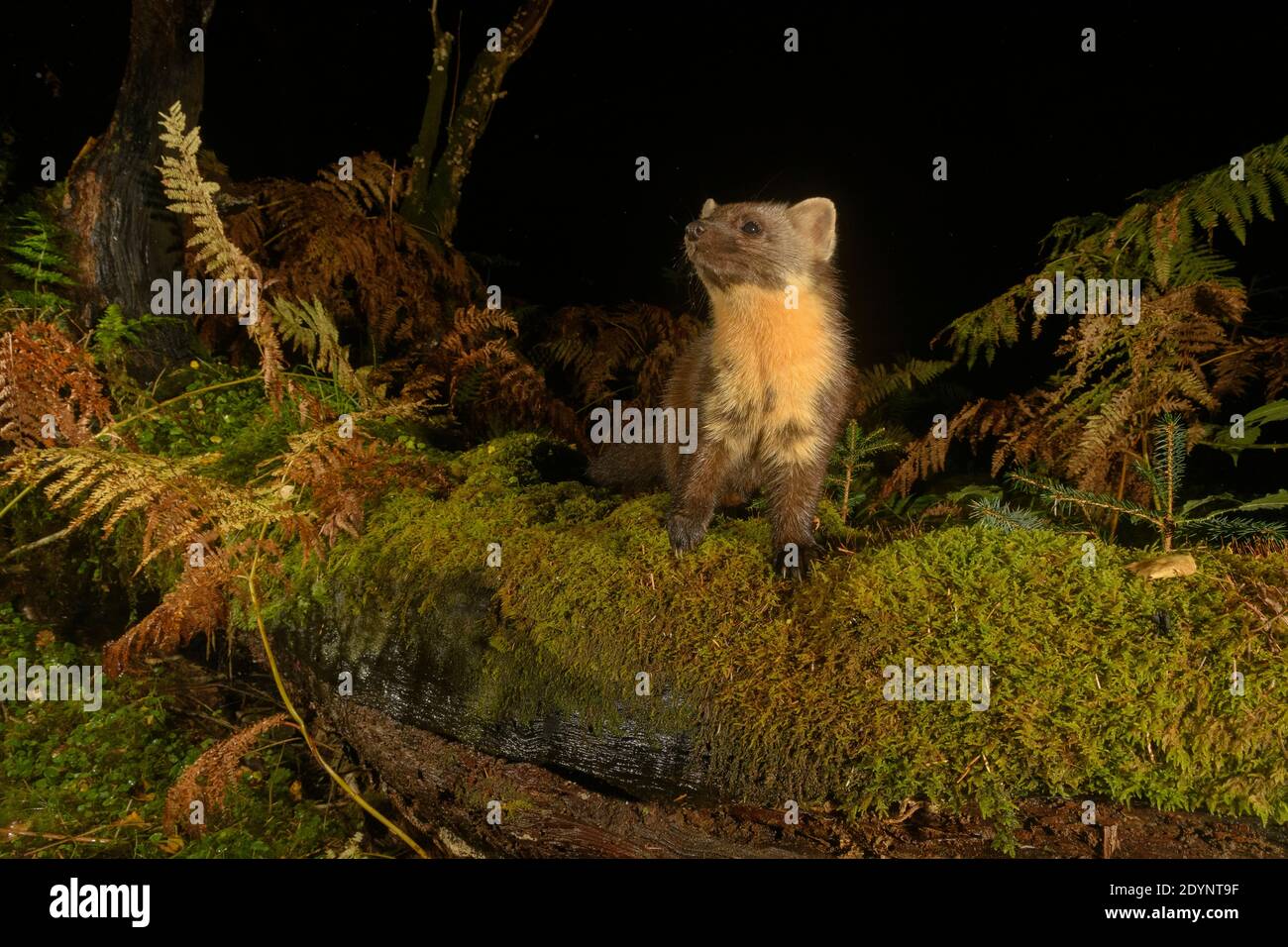 Pineta (Martes Martes), Trossachs National Park, Scozia, Regno Unito. Ottobre 2020. Fotografato da fotocamera trappola. Foto Stock