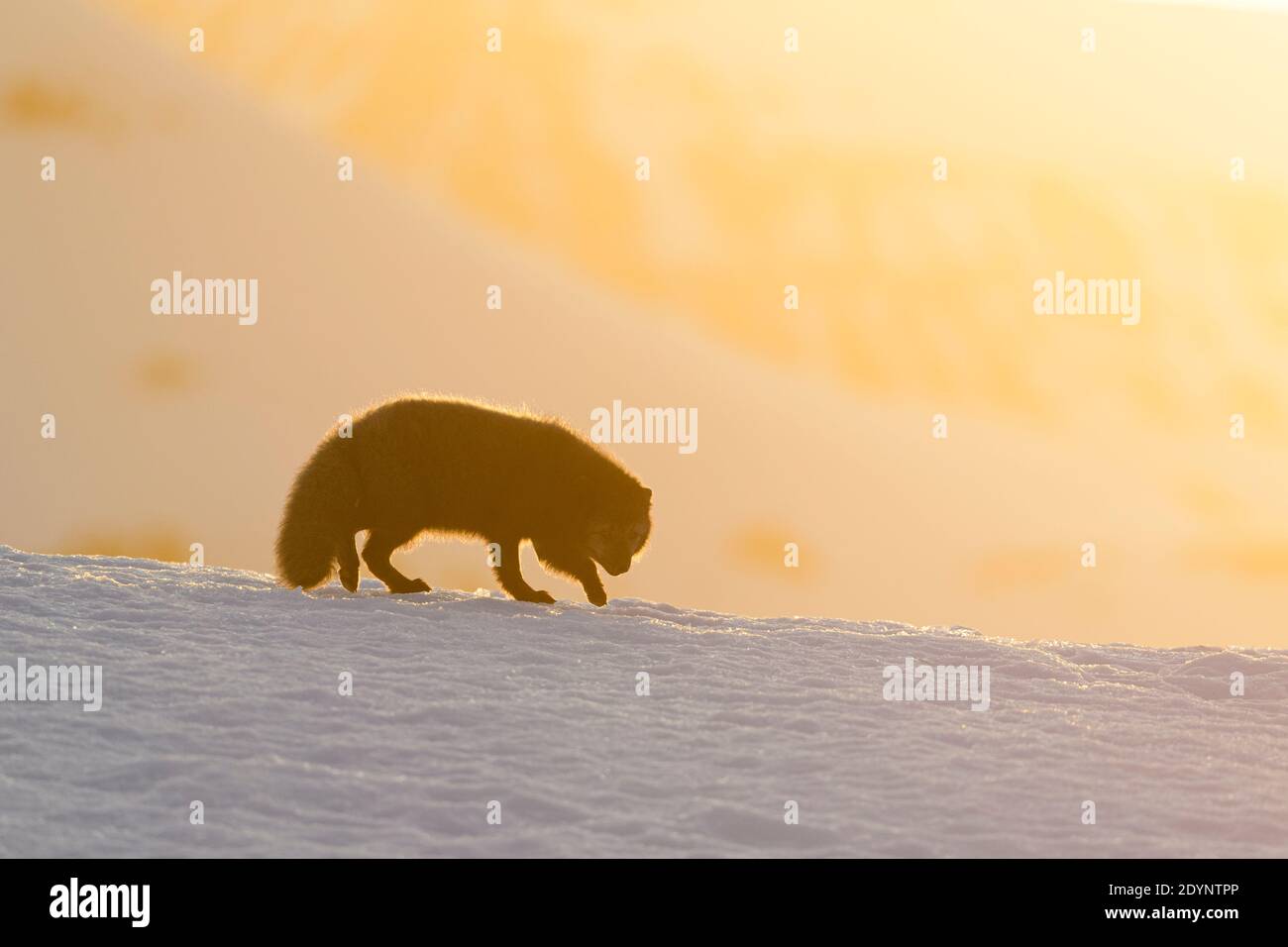 Volpe artica (Vulpes lagopus). Hornstrandir, Islanda. Colore blu morph in cappotto invernale. Febbraio 2020 Foto Stock