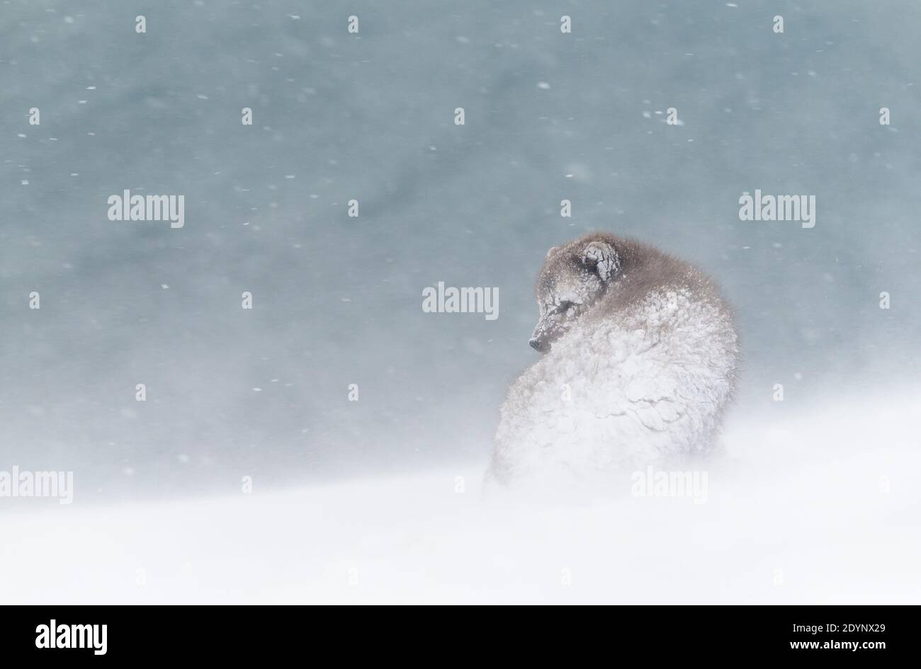 Volpe artica (Vulpes lagopus). Hornstrandir, Islanda. Colore blu morph in cappotto invernale. Febbraio 2020 Foto Stock