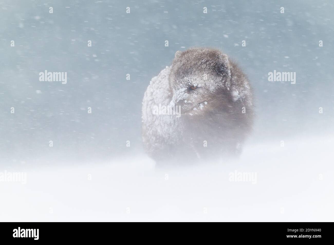 Volpe artica (Vulpes lagopus). Hornstrandir, Islanda. Colore blu morph in cappotto invernale. Febbraio 2020 Foto Stock