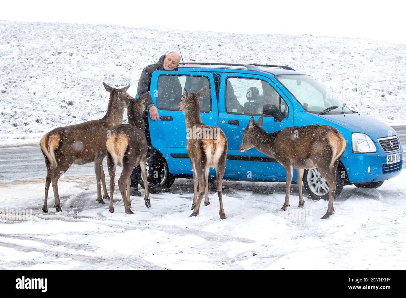 Un automobilista si ferma per dare un'occhiata più da vicino al cervo rosso lungo la A82 a Glencoe, Scozia. Foto Stock