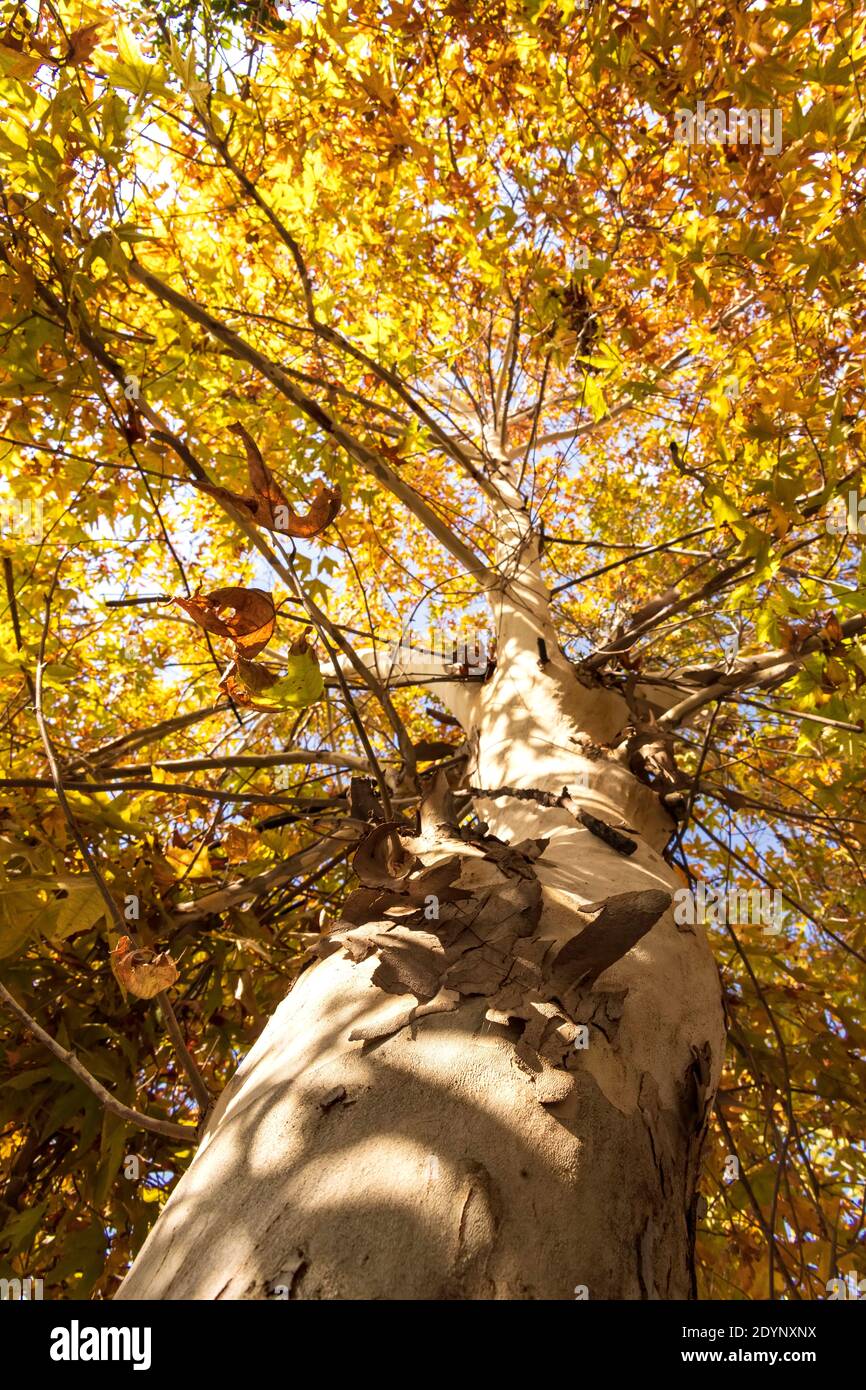 Foglie dorate autunnali dell'albero di sicomoro. Caduta delle foglie Foto Stock