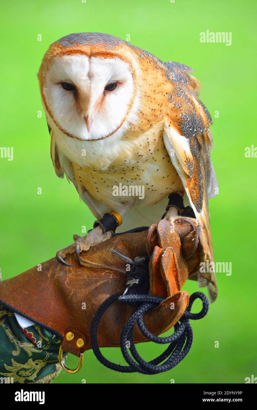 Primo piano di Barn Owl sulla mano guanto Foto Stock