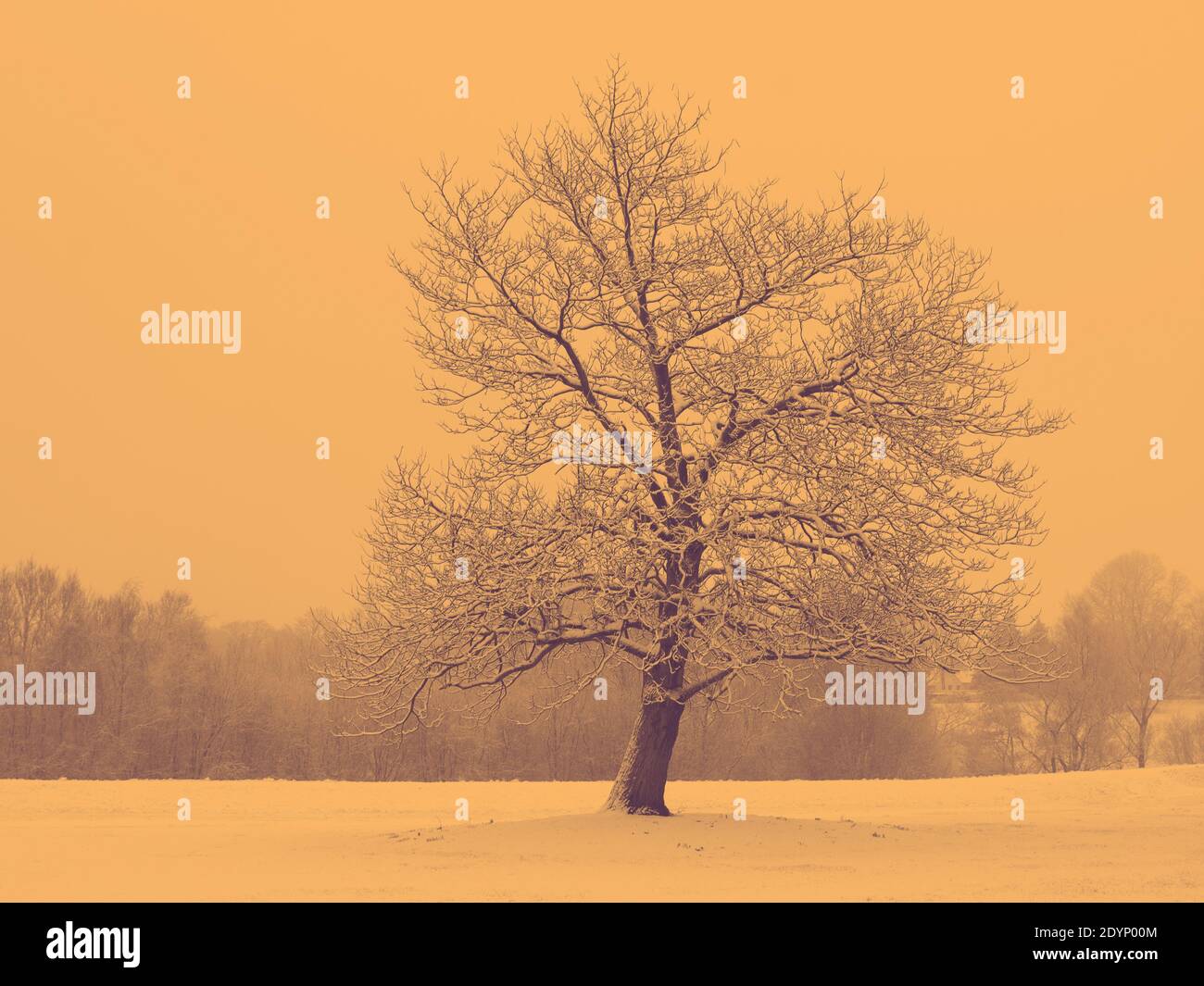 Immagine duo tono di un grande albero a Leigh, Manchester durante l'inverno Foto Stock