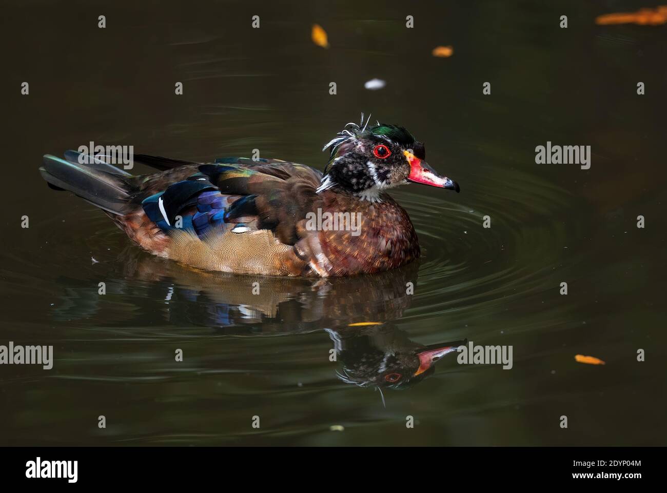 Wood Duck - Aix sponsora, bella anatra colorata da laghi e fiumi americani, Stati Uniti. Foto Stock
