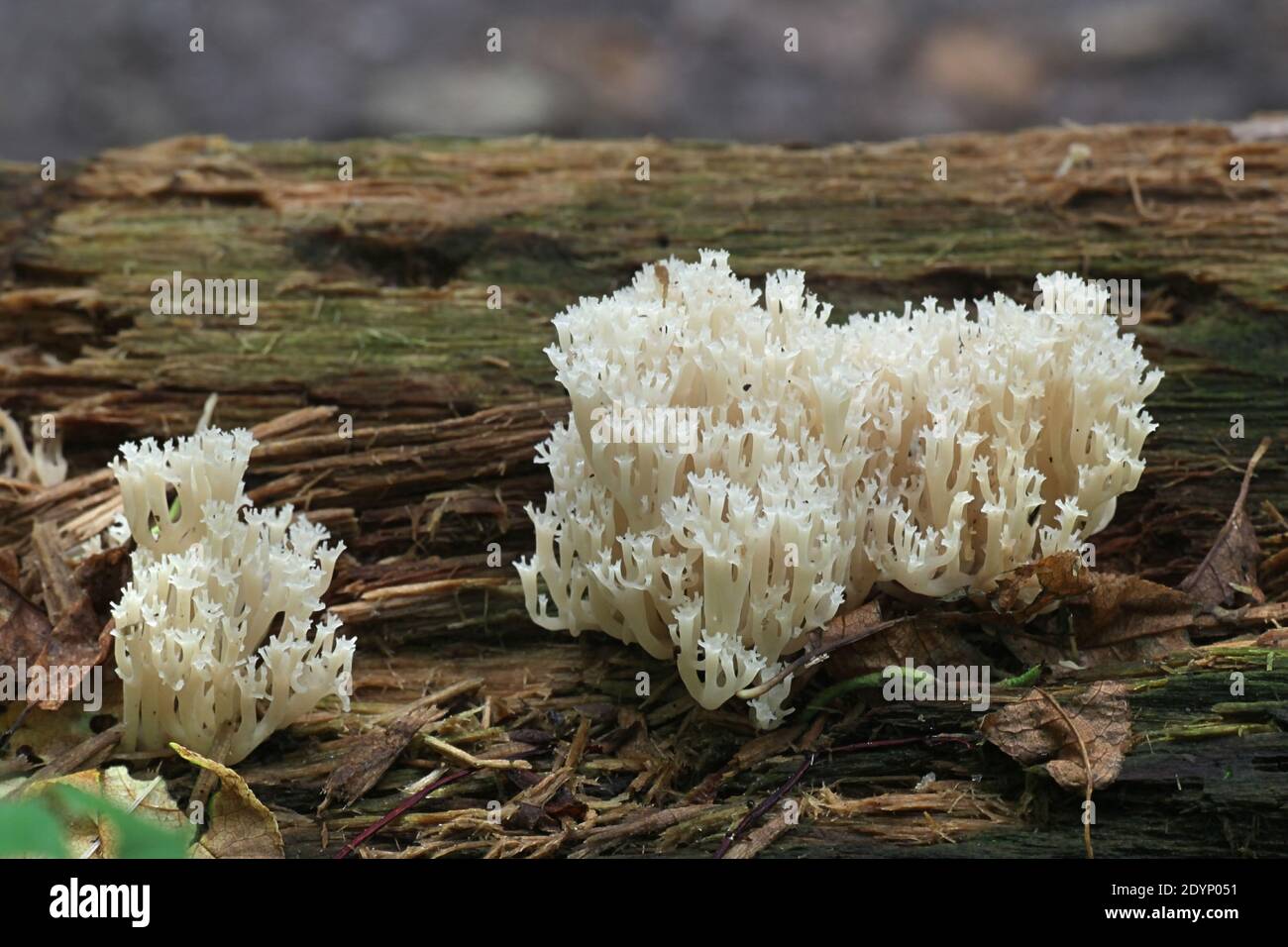 Artomyces pyxidatus, conosciuto come corallo della corona, fungo corallo della corona o corallo di candelabra, fungo selvatico dalla Finlandia Foto Stock