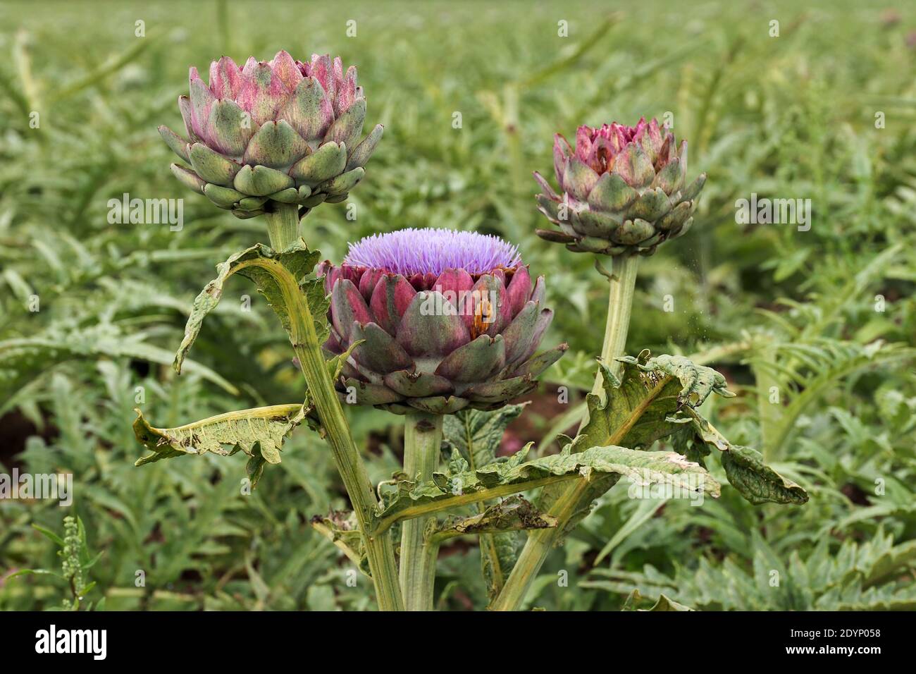 Carciofi che crescono in un campo, Bretagna, Francia Foto Stock