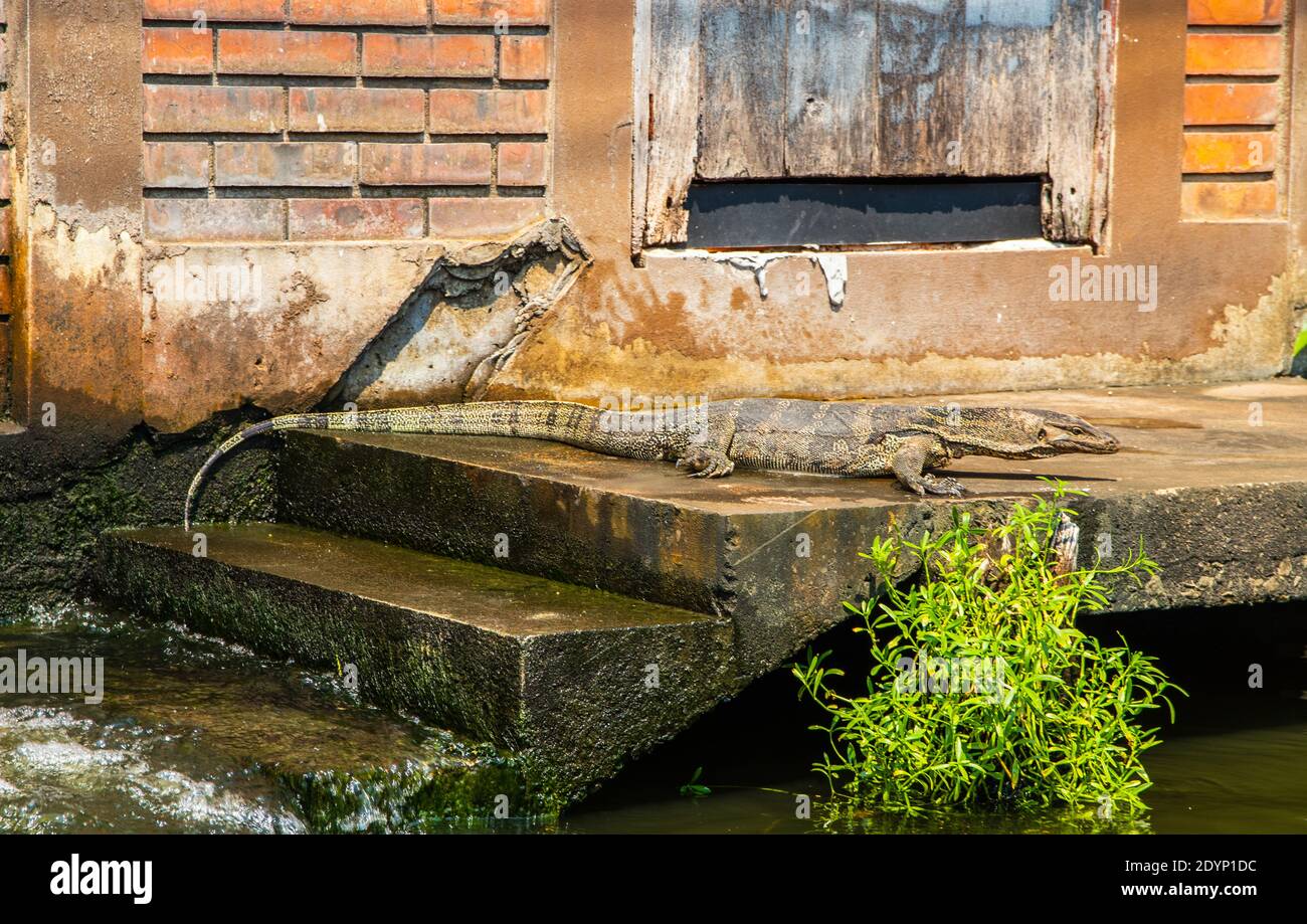 Monitorare le lucertole nei corsi d'acqua del fiume Chao Phraya Bangkok Thailandia Foto Stock