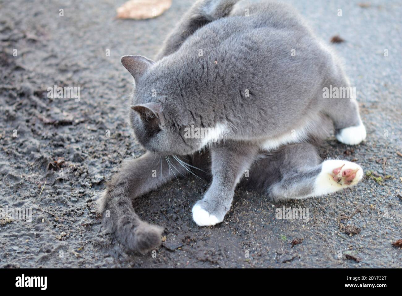 Gray gatto si siede su una strada di aspalt un la perde indietro Foto Stock