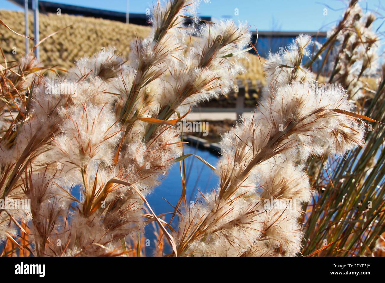 Le erbe ornamentali invernali in fiore formano il primo piano di questa foto scattata al più recente e popolare parco urbano di Oklahoma City, lo Scissortail Park. Foto Stock