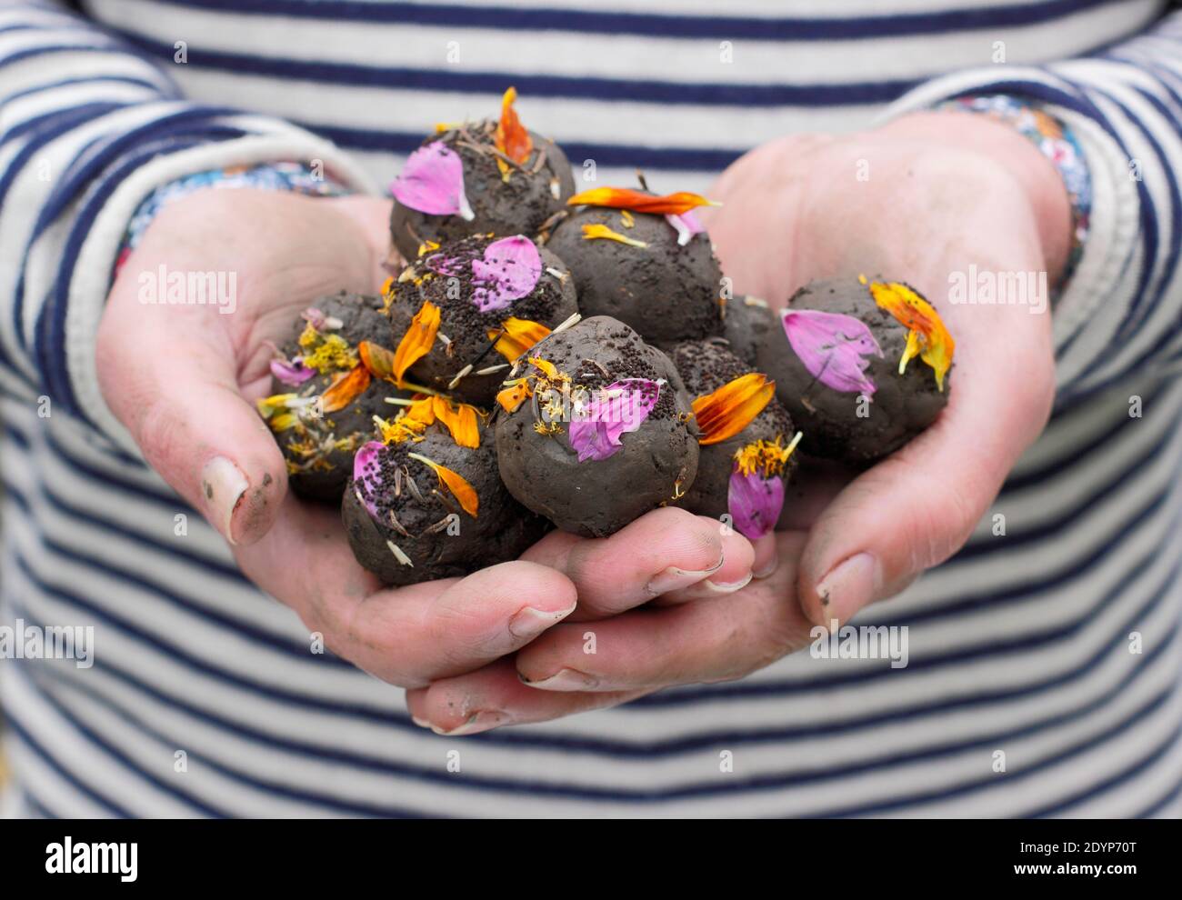 Bombe di fiori fatte in casa, o palline di semi, con terreno di argilla  incastonato con