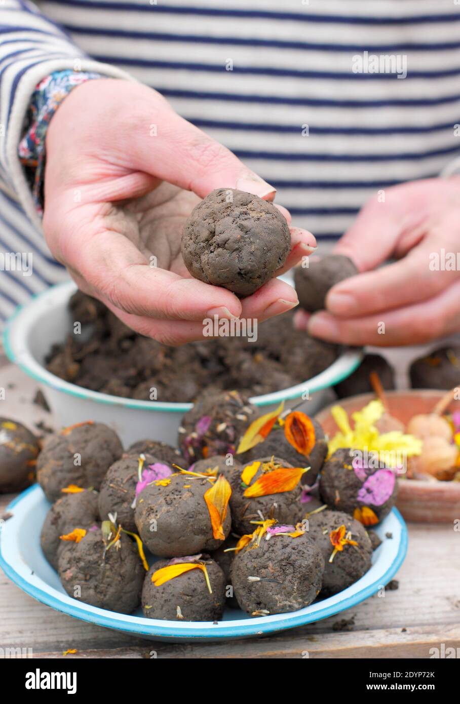 Facendo bombe di fiore, o sfere di semi, con terreno di argilla incorporato  con vari semi di fiori e abbellito con petali pronti per la piantagione.  REGNO UNITO Foto stock - Alamy