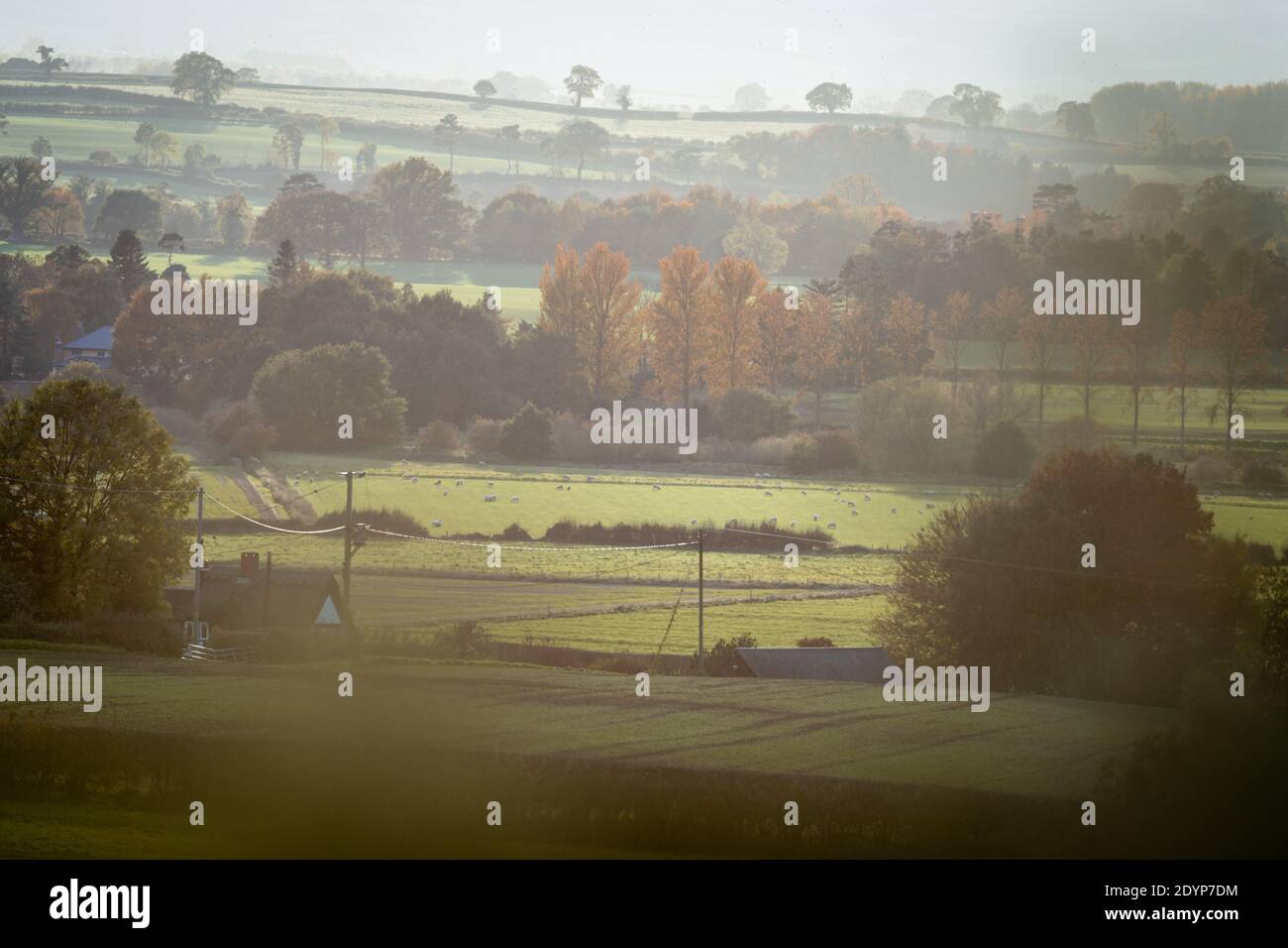 Campi di campagna Britannici all'autunno nello Shropshire, Regno Unito Foto Stock