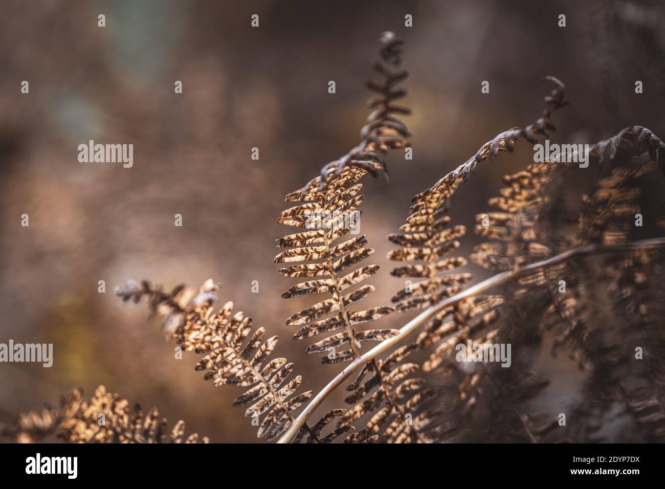 Foglie di felce marroni secche e autunnali sul prato della foresta Foto Stock